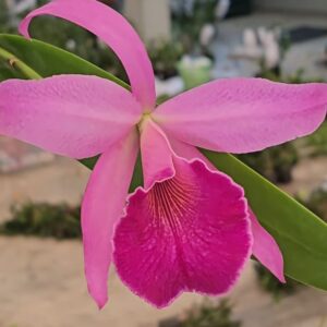 Cattleya Goh Soh Meng