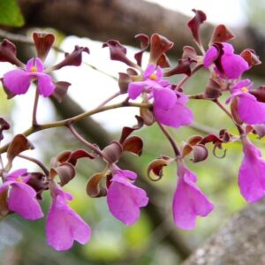 Encyclia cordigera var. rosea