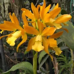 Cattleya Chocolate Chifon Yellow
