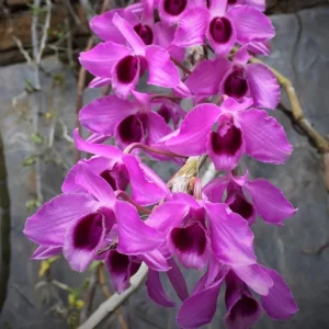 Dendrobium Nestor Full Lip