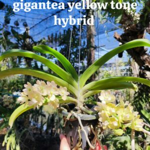 Rhy. Gigantea Yellow